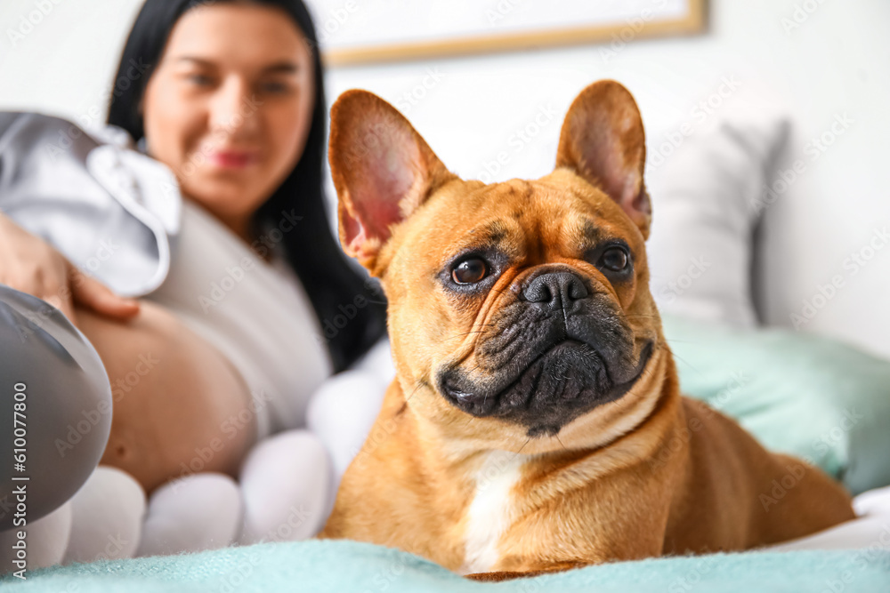 Young pregnant woman with French bulldog in bedroom, closeup