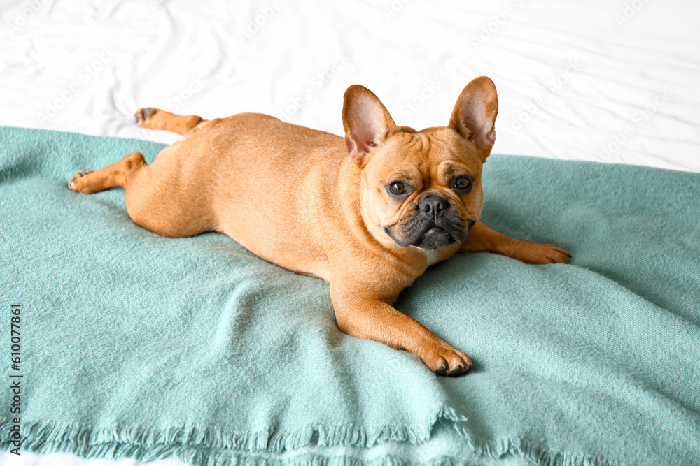 Cute French bulldog lying on bed