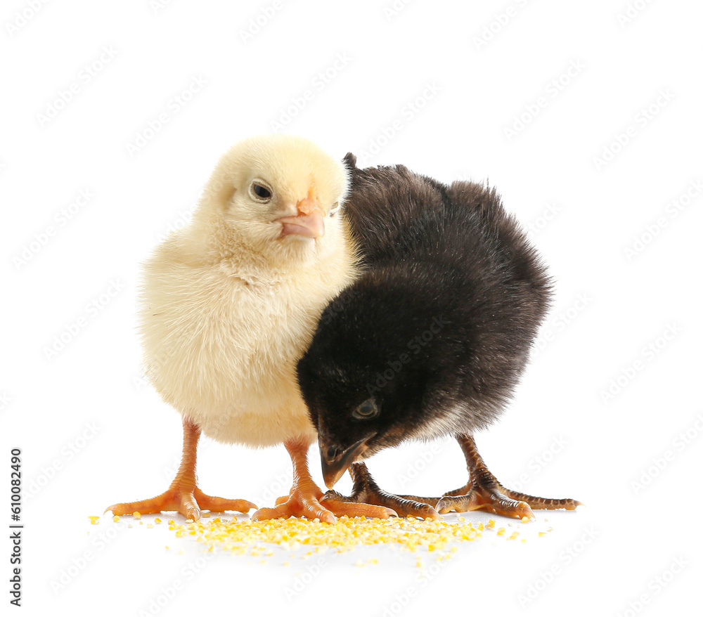 Cute little chicks on white background