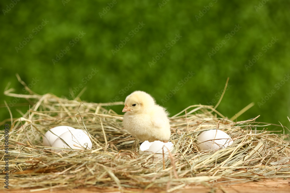 Nest with cute little chick and eggs outdoors