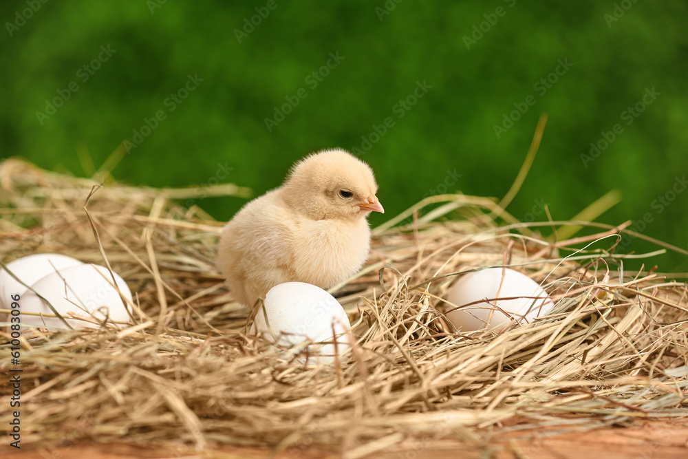 Nest with cute little chick and eggs outdoors