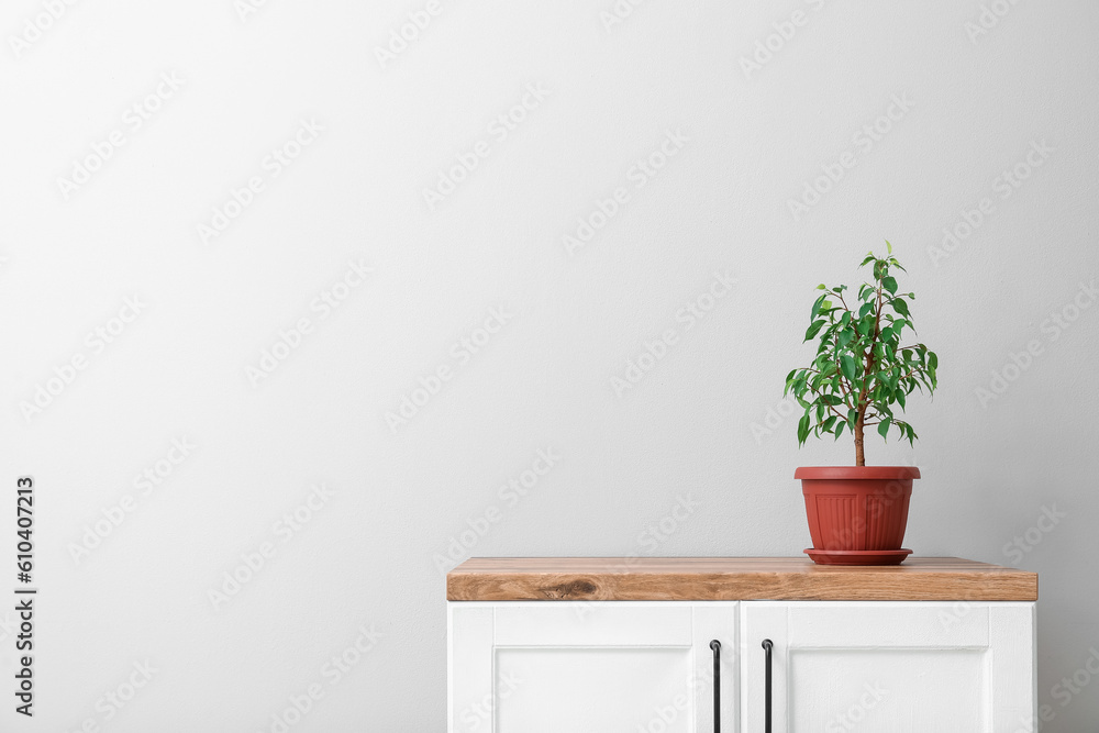 Ficus benjamina on counter near light wall