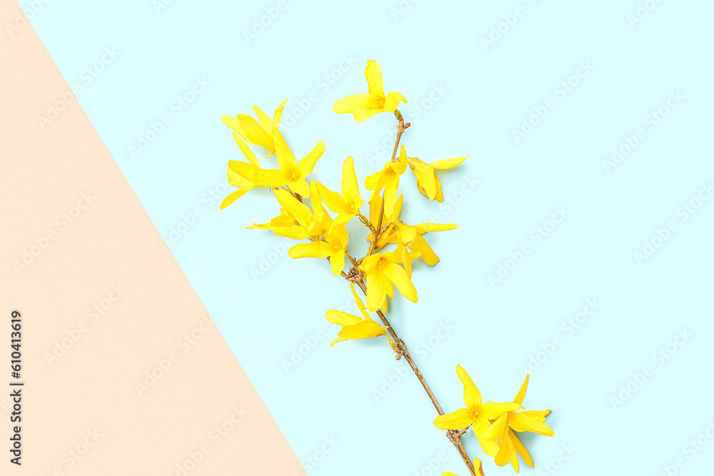 Blooming tree branch with yellow flowers on blue and beige background