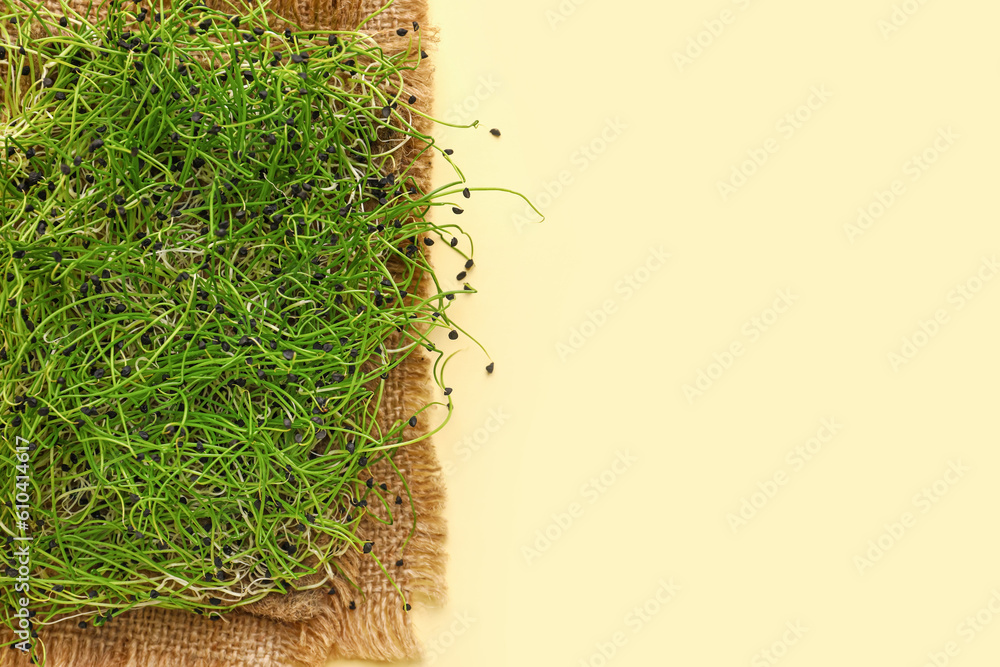 Fresh micro green on yellow background, closeup