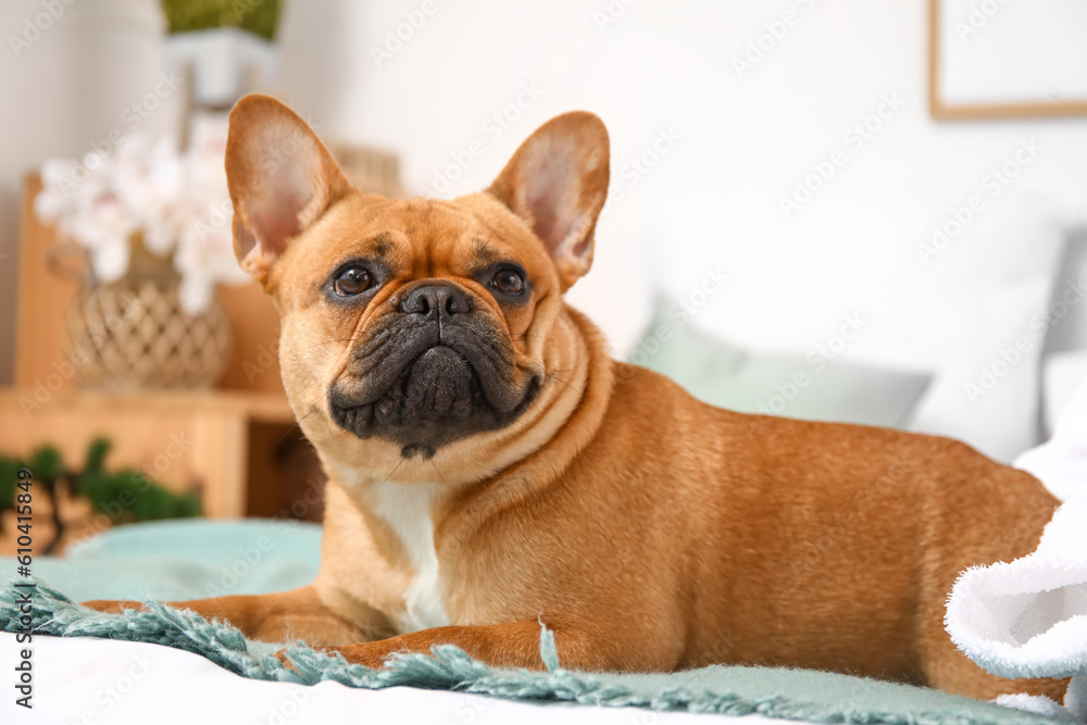 Cute French bulldog in bedroom, closeup