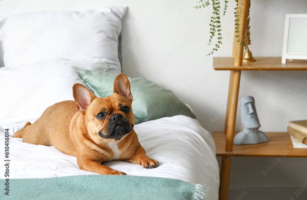 Cute French bulldog lying on bed at home