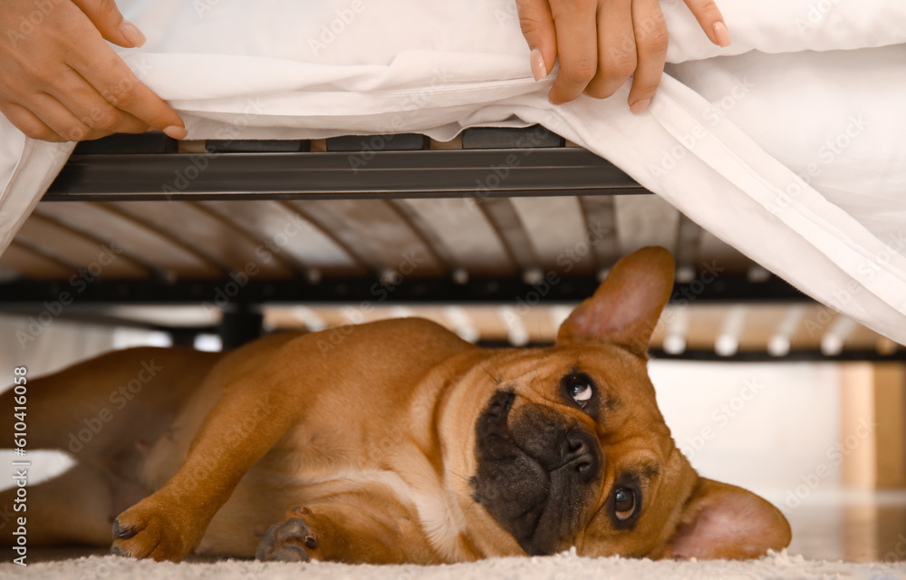 Cute French bulldog lying under bed, closeup