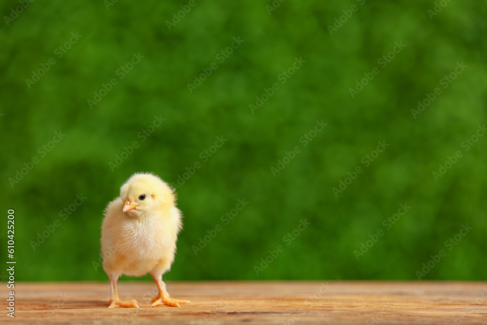 Cute little chick on wooden table outdoors