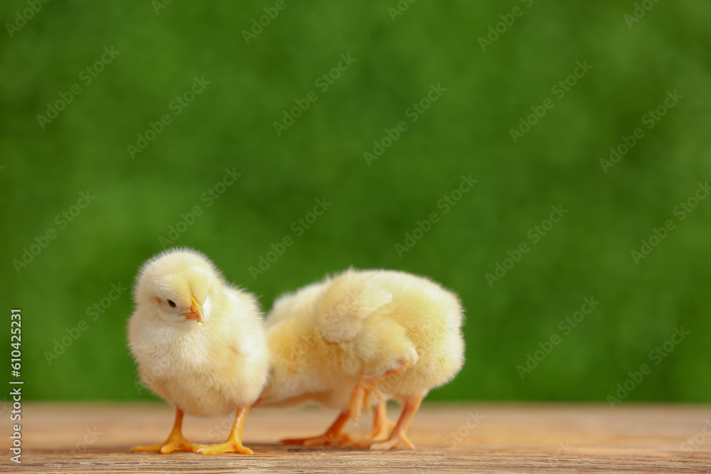 Cute little chicks on wooden table outdoors