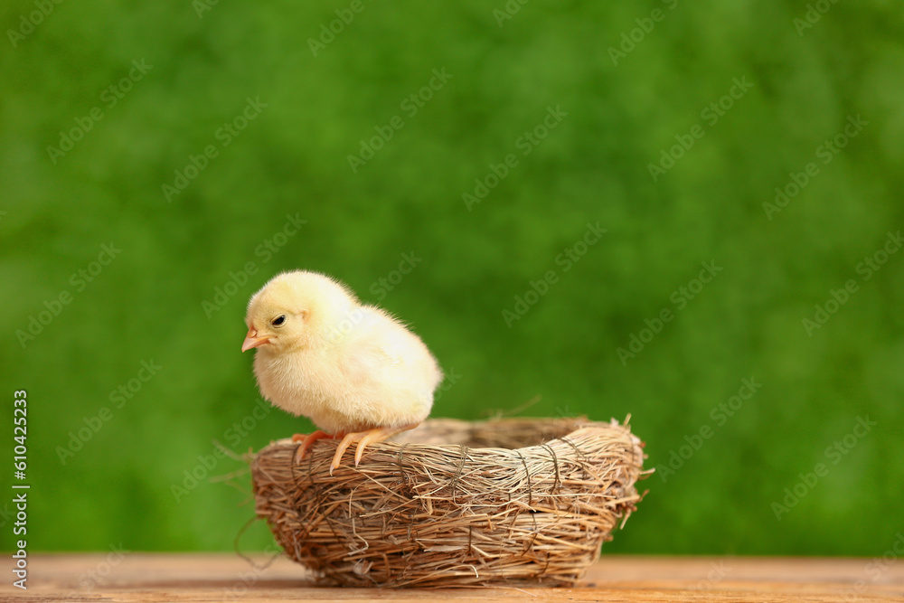 Nest with cute little chick on wooden table outdoors