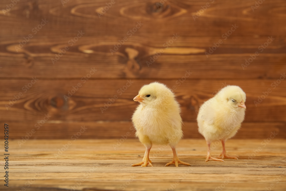 Cute little chicks on wooden background