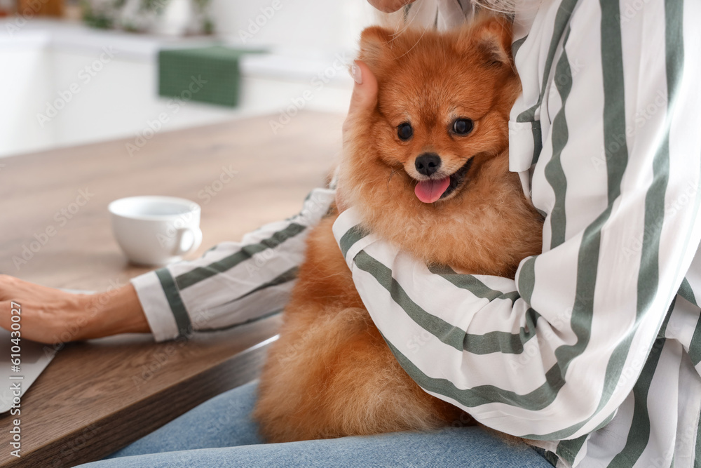 Mature woman with Pomeranian dog using laptop in kitchen, closeup