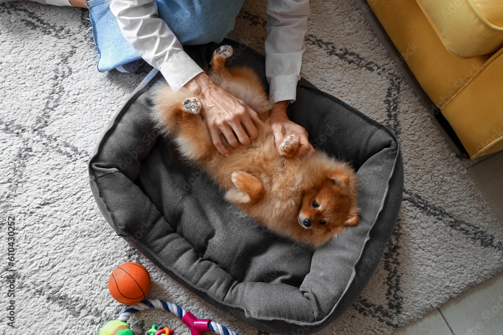 Mature woman with Pomeranian dog on pet bed at home, closeup