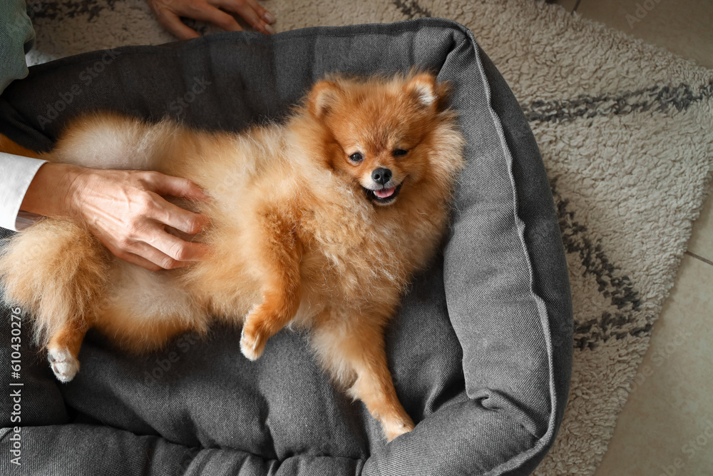 Mature woman with Pomeranian dog on pet bed at home, closeup