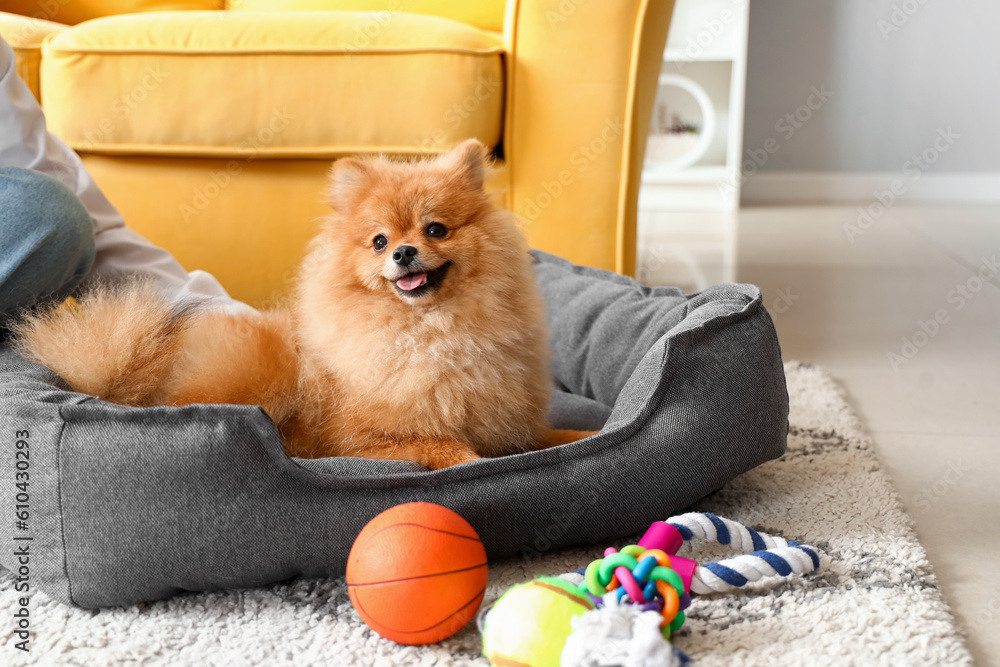 Cute Pomeranian dog with owner on pet bed at home