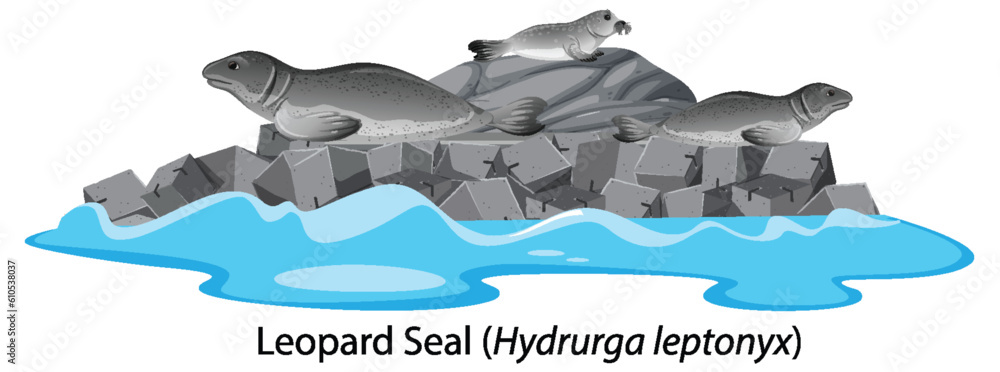 Leopard seal cartoon on the isolated island