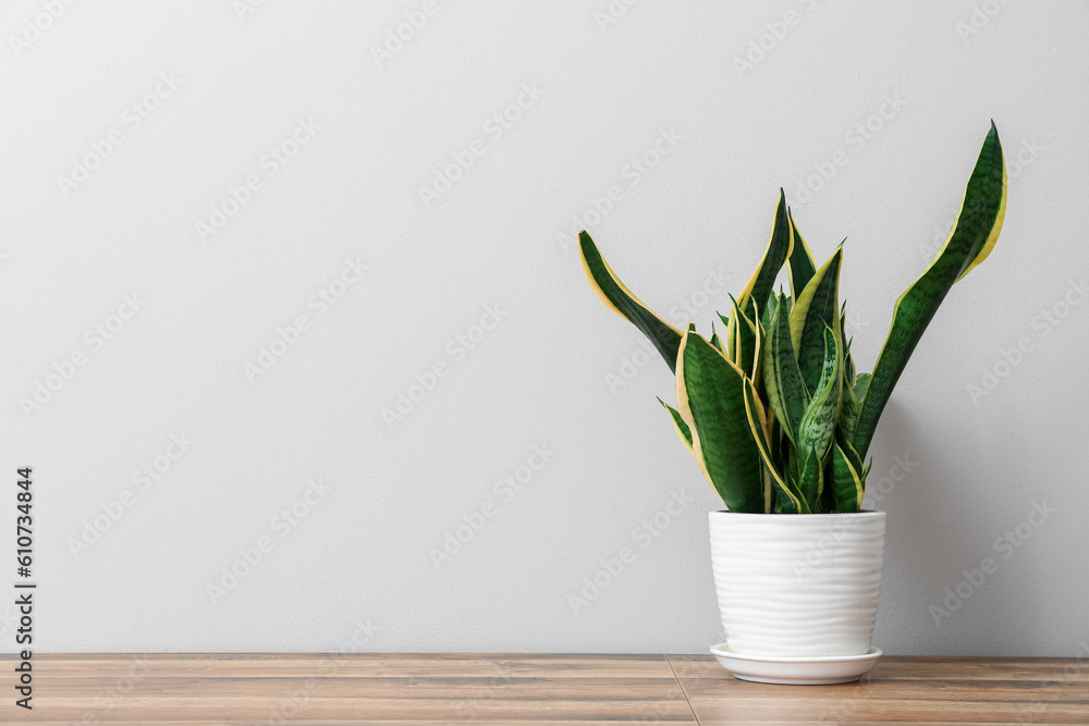 Snake plant on table near light wall