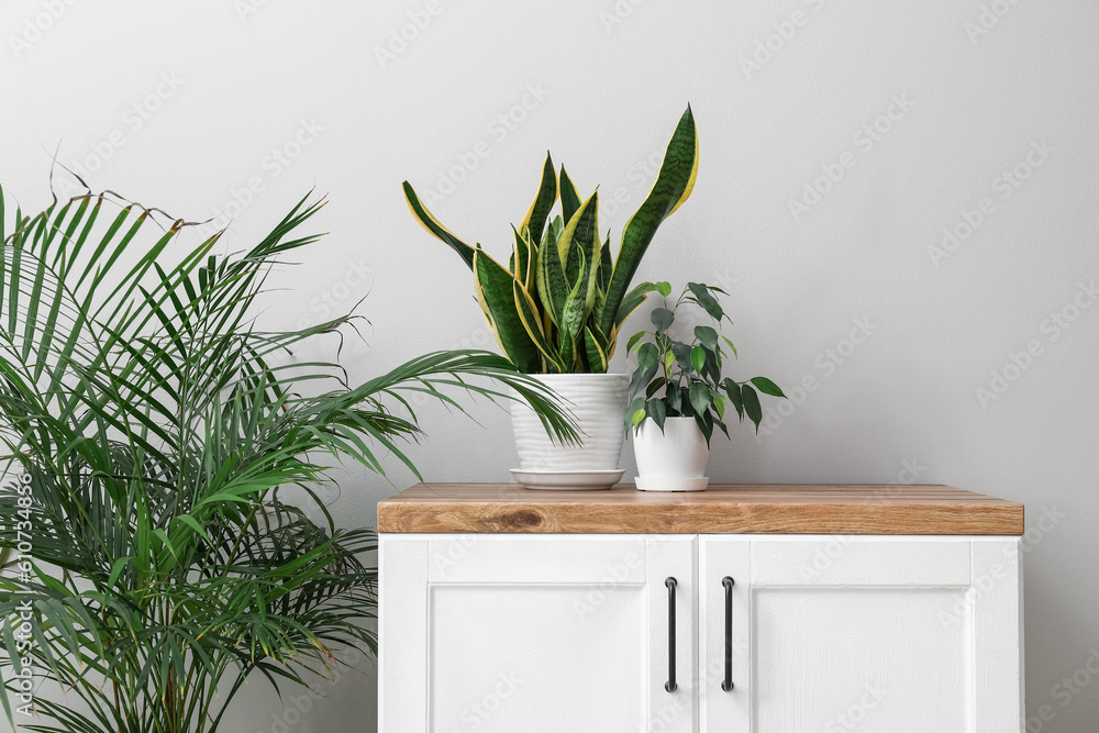 Counter with potted houseplants near light wall