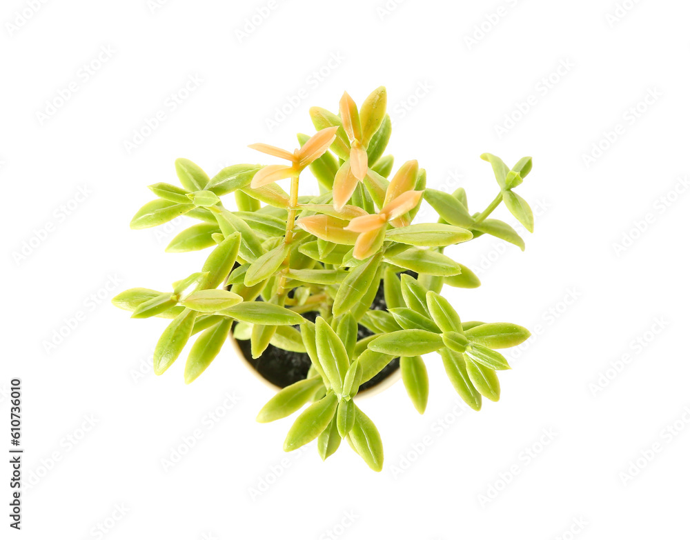 Artificial plant on white background