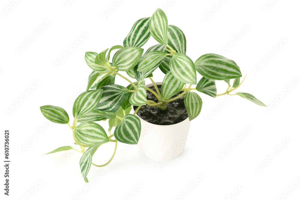 Artificial plant on white background