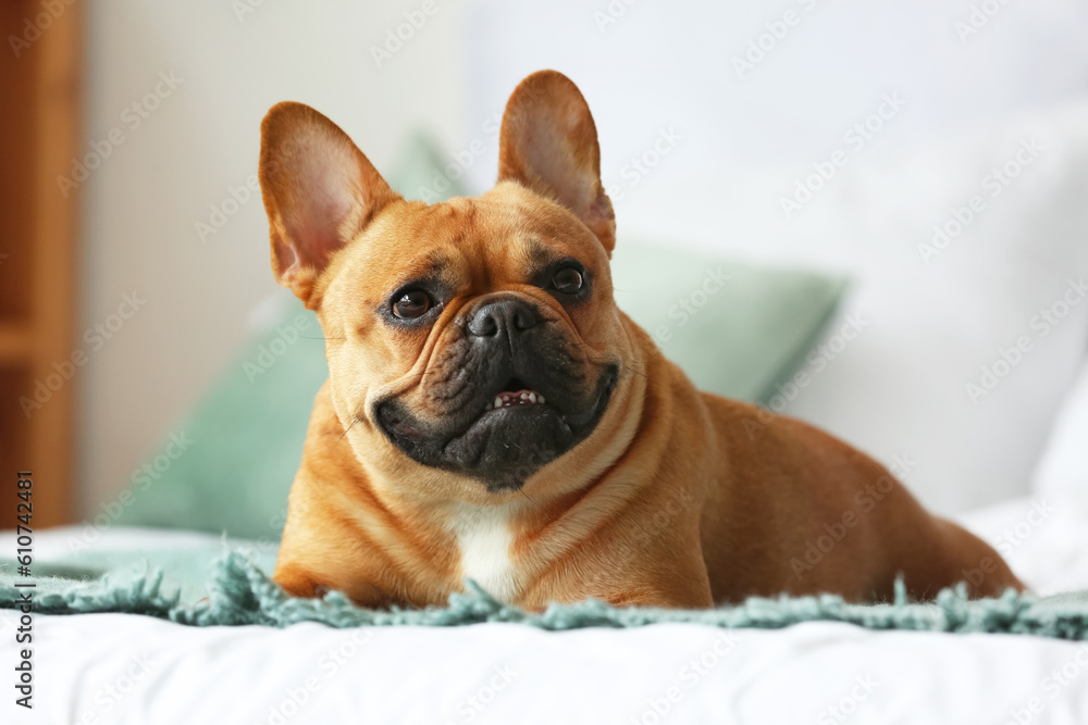 Cute French bulldog lying on bed at home, closeup