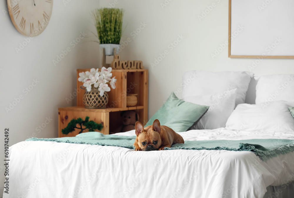 Cute French bulldog lying on bed at home