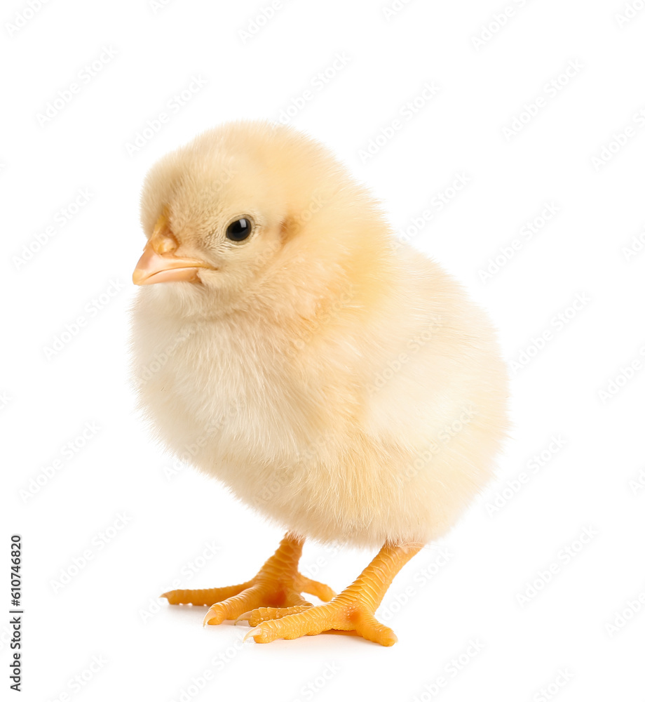 Cute little chick on white background