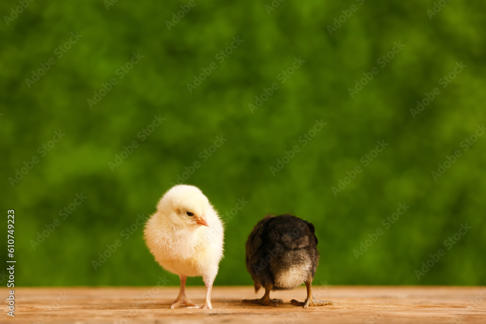 Cute little chicks on wooden table outdoors