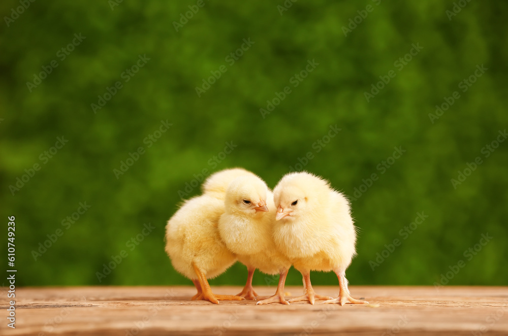 Cute little chicks on wooden table outdoors