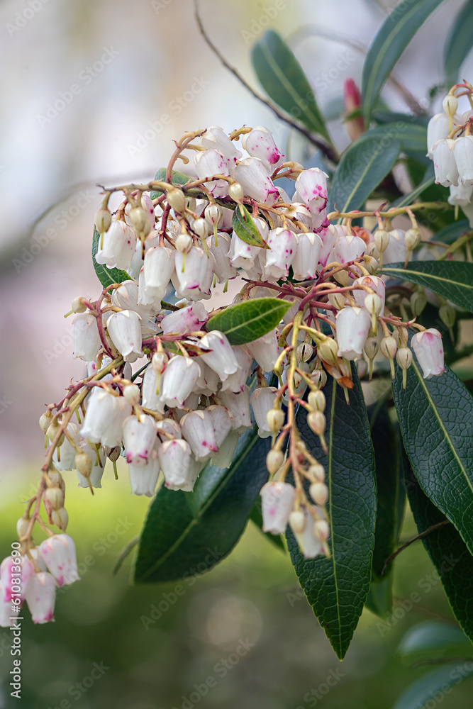 Japanese Pieris plant blooming in spring