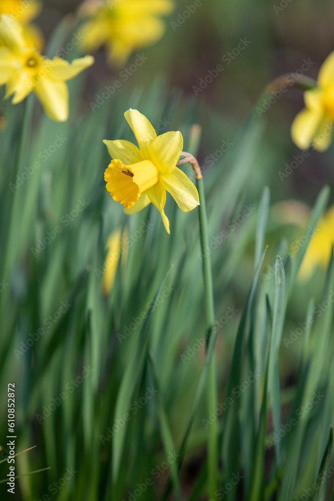 Narcissus, yellow flower on a blurred green background.