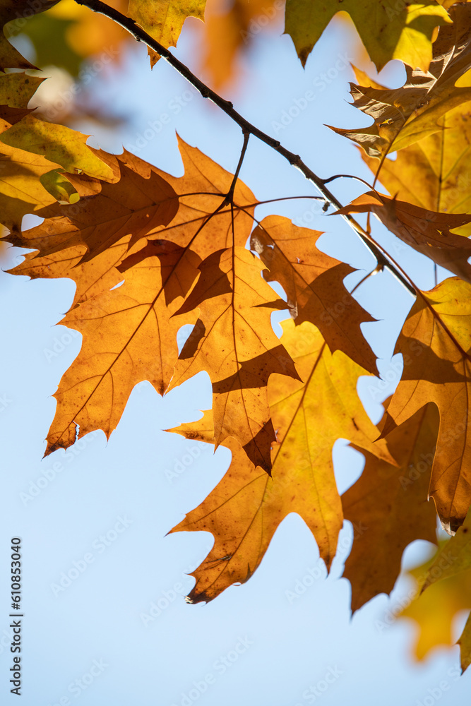 Yellow autumn maple leaves against the blue sky.