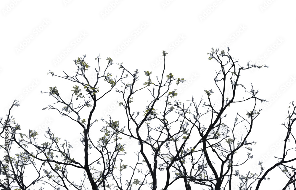 silhouette of a tree. branches of a tree. branches silhouette