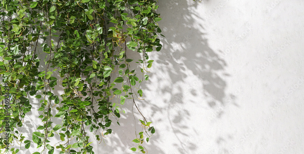 Beautiful green foliage of tropical tree branch hanging on white clean concrete wall in sunlight, le