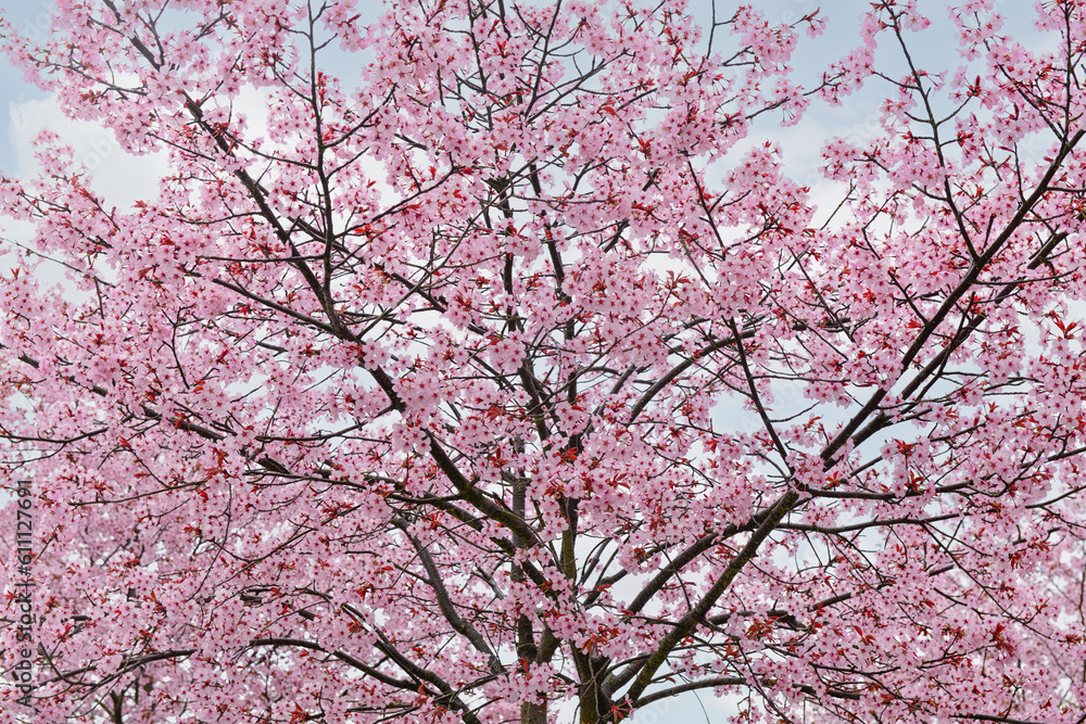 Blossoming Sakura tree on cloudy day