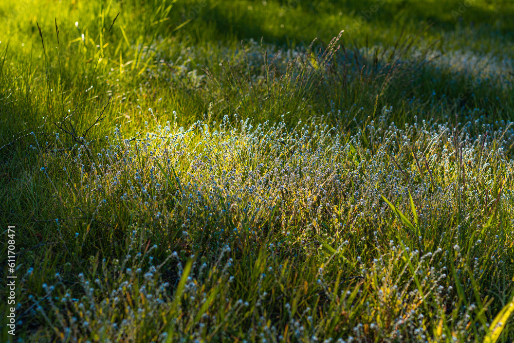 Beautiful shadows. Dawn. fresh greenery and meadow flowers. Natural background