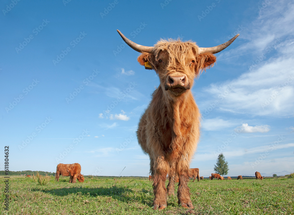 Scottish highland cow in field