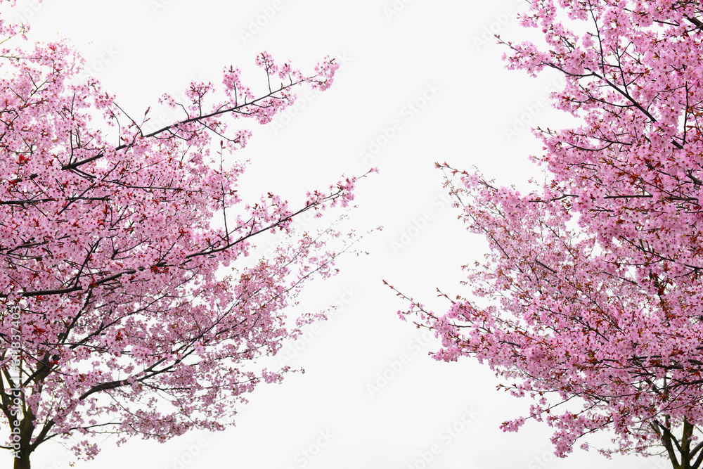 Blossoming Sakura trees against cloudy sky