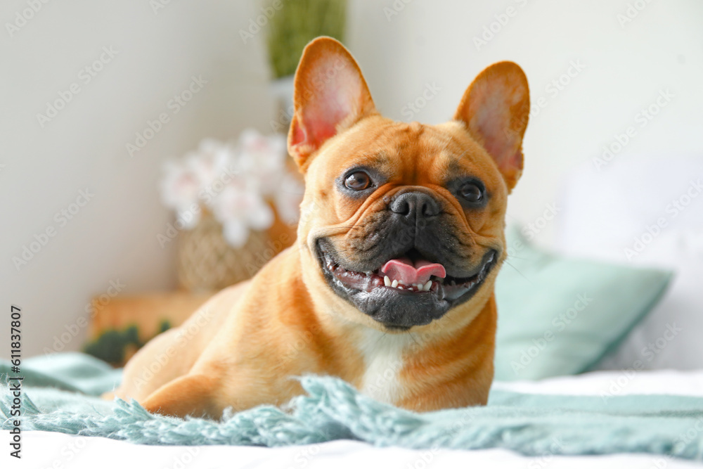 Cute French bulldog lying on bed at home, closeup