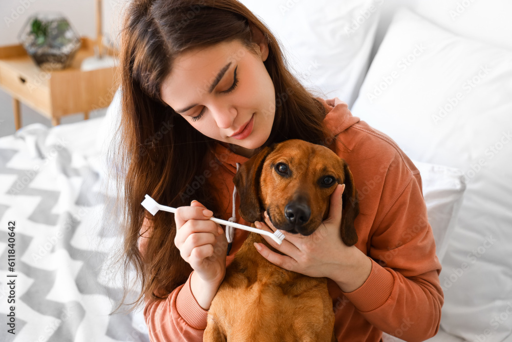 Young woman brushing teeth of her dachshund dog in bedroom, closeup