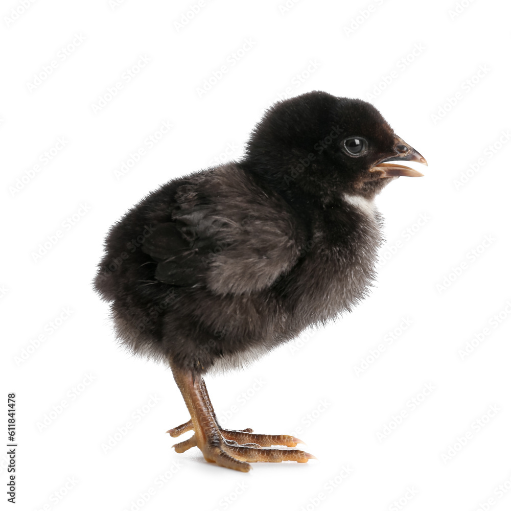 Cute little chick on white background