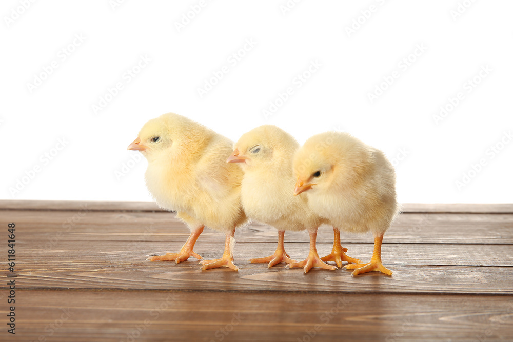 Cute little chicks on wooden table against white background