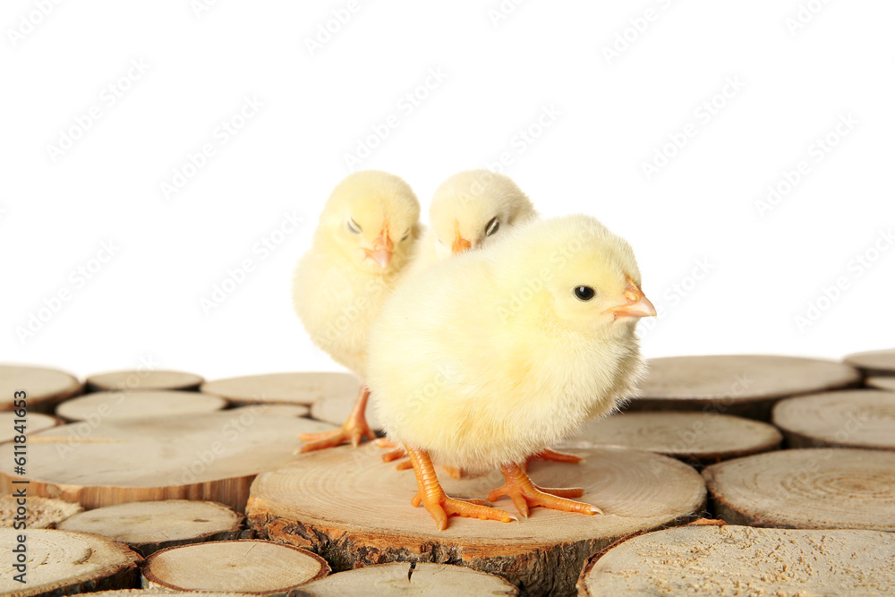 Cute little chicks on wooden table against white background