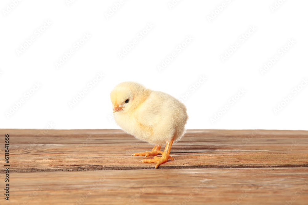 Cute little chick on wooden table against white background