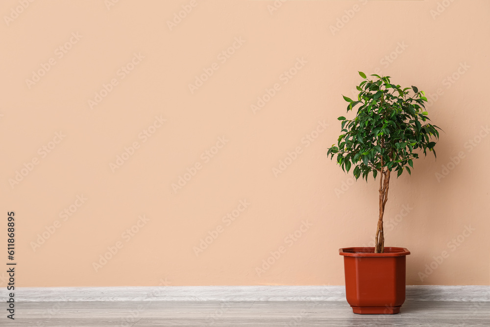 Ficus tree near beige wall