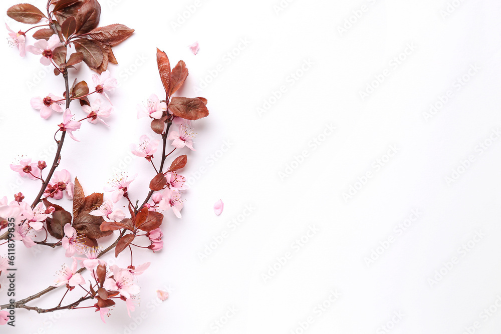 Blooming branches with pink flowers on white background