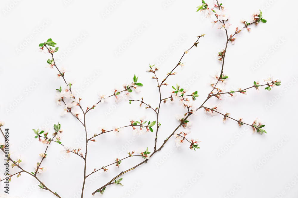 Blooming branches with flowers on white background