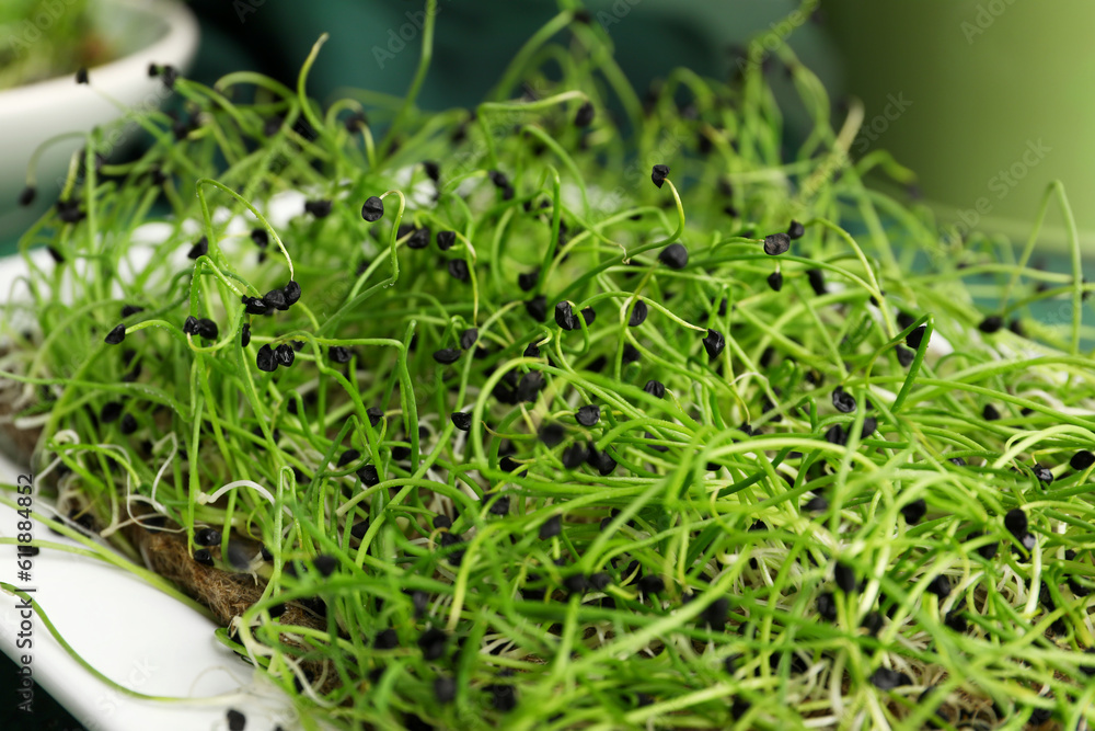 Plate with fresh micro green on table, closeup