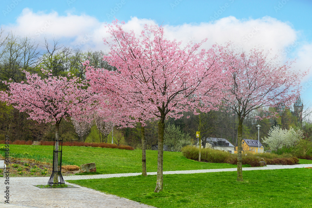 View of city park with blossoming trees