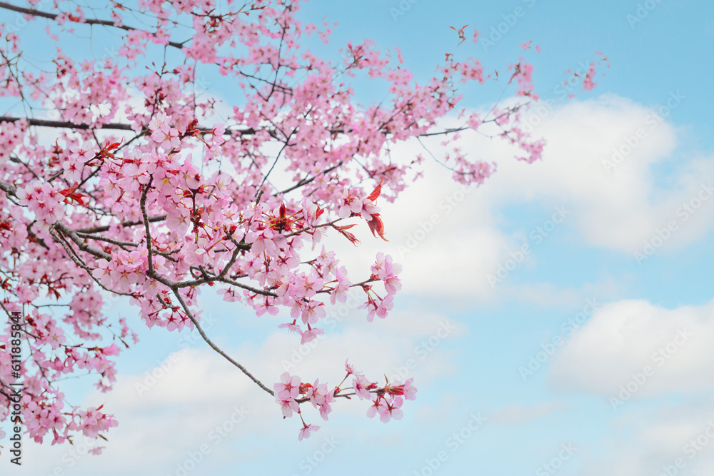 Blossoming Sakura branches against cloudy sky, closeup